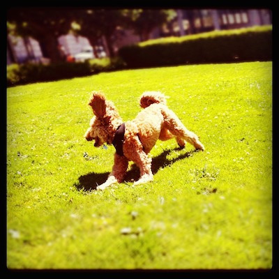 5 Lessons About Exercise You Can Learn From Your Dog